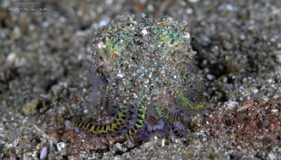 Philippines 2023 - Anilao - DSC07064 Humming-bird bobtail squid, Sepiole colibri  euprymna berryi